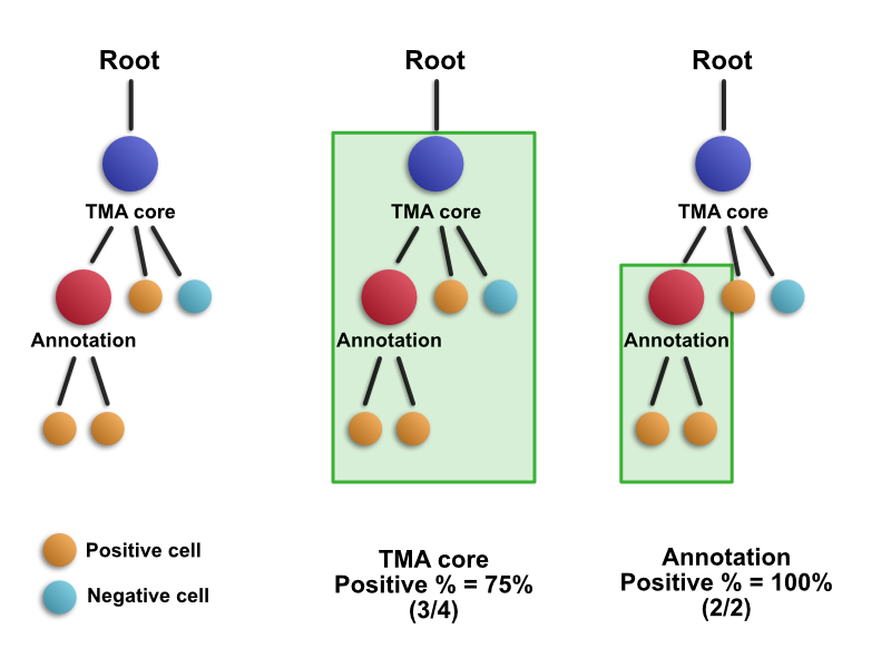 Conceptual hierarchy